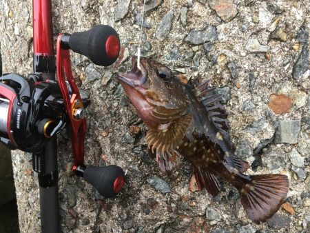 ちっちゃいけど良く釣れるよ！